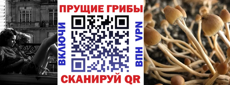 Псилоцибиновые грибы мицелий  купить   Томари 